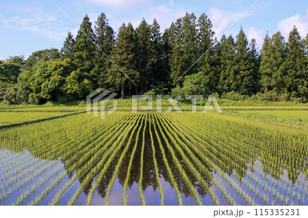 田植えをした水田 田植えをした水田 115335231