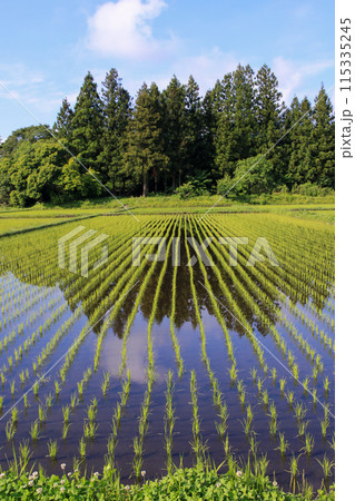 田植えをした水田 115335245