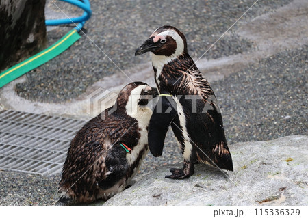 2羽のペンギンが寄り添っている水族館の風景 115336329
