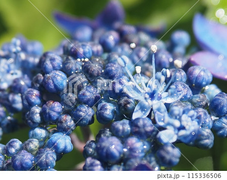 雨上がりの紫陽花 7 雨上がりの紫陽花 7 115336506