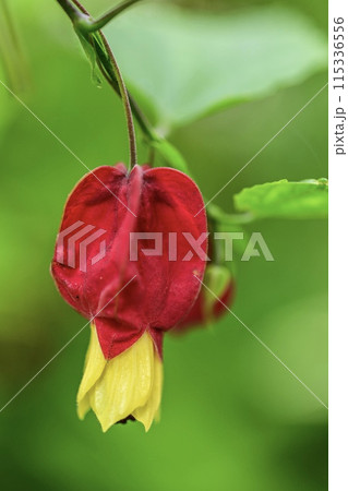 人面のような赤い花 それはウキツリボク 人面のような赤い花 それはウキツリボク 115336556