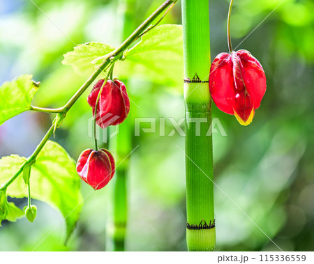 トクサとチロリアンランプ　新緑の競演 115336559