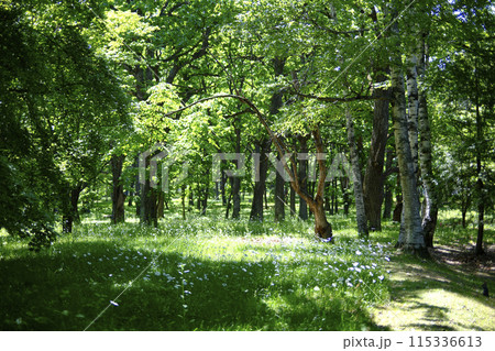 公園の森 115336613