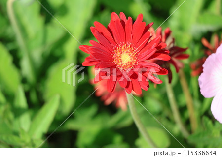 赤い花びらのガーベラの花をアップで撮影した風景 115336634