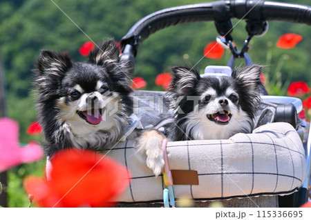 愛犬と旅行　チワワ　天空のポピー　秩父高原牧場（埼玉県） 115336695