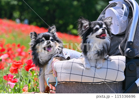 愛犬と旅行　チワワ　天空のポピー　秩父高原牧場（埼玉県） 115336696