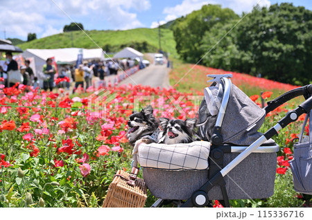 愛犬と旅行　チワワ　天空のポピー　秩父高原牧場（埼玉県） 115336716