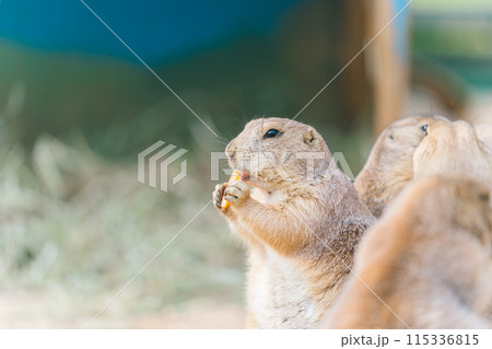 餌を食べているているプレーリードック	 115336815