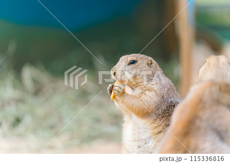 餌を食べているているプレーリードック	 115336816