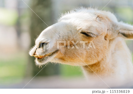 ラマの笑顔	 115336819