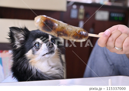 キャンピングカー旅行　B級グルメ　フランクフルトを見つめるチワワ　 115337000