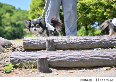愛犬と散歩 階段の前で立ち止まるチワワ 愛犬と散歩 階段の前で立ち止まるチワワ 115337038