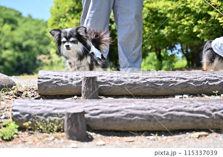 愛犬と散歩 階段の前で立ち止まるチワワ 愛犬と散歩 階段の前で立ち止まるチワワ 115337039