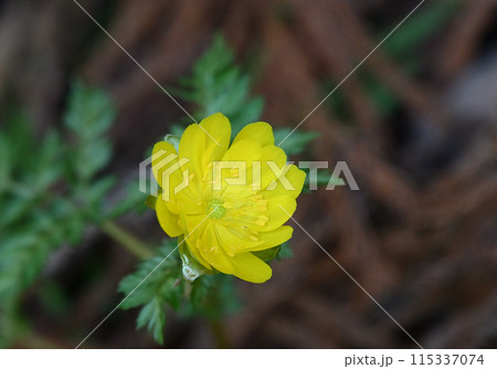 早春の福を呼ぶ花「福寿草（フクジュソウ）」 115337074