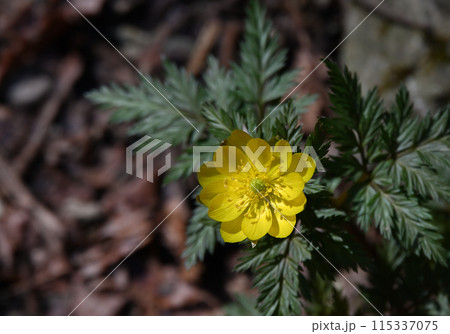 早春の福を呼ぶ花「福寿草(フクジュソウ)」 早春の福を呼ぶ花「福寿草(フクジュソウ)」 115337075