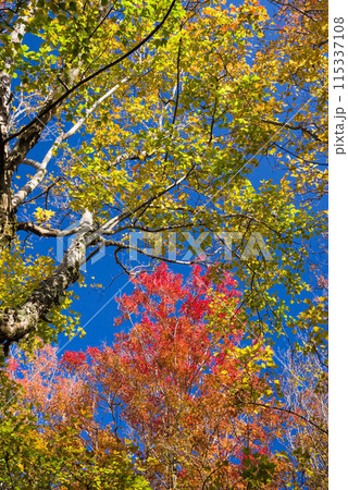 紅葉【青空バックのトウカエデ】 115337108