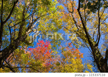 紅葉【青空バックのトウカエデ】 115337110