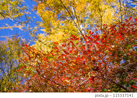紅葉【ドウダンツツジとトウカエデ】 115337141