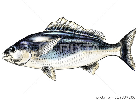 ピチピチ感が出た魚イサキの色鉛筆画 115337206