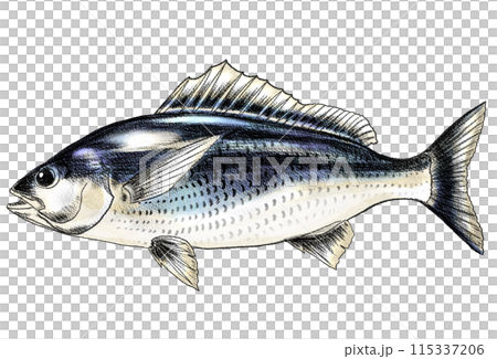 A colored pencil drawing of a fresh-looking grunt fish A colored pencil drawing of a fresh-looking grunt fish 115337206