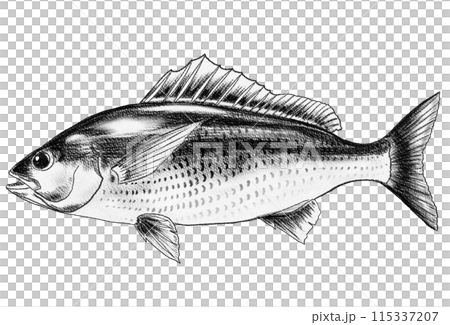 魚イサキのシンプル白黒鉛筆イラスト 115337207