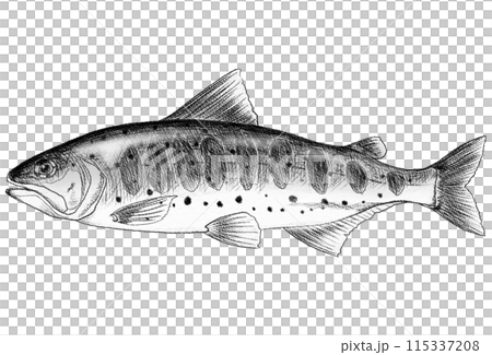 淡水魚アマゴのシンプル白黒な鉛筆画 淡水魚アマゴのシンプル白黒な鉛筆画 115337208