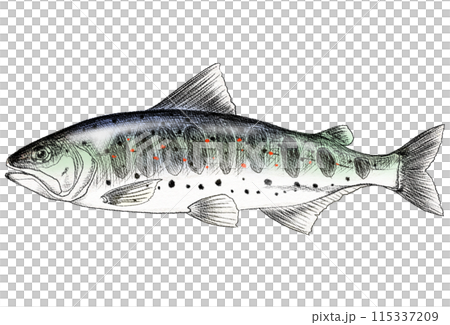 Colored pencil drawing of Amago, a freshwater fish with nuptial colors 115337209