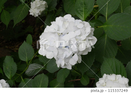 白い紫陽花 115337249