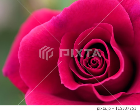 5月に咲いた赤くて美しいバラの花「ラブストラック」 5月に咲いた赤くて美しいバラの花「ラブストラック」 115337253