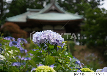 紫陽花と御堂 紫陽花と御堂 115337254