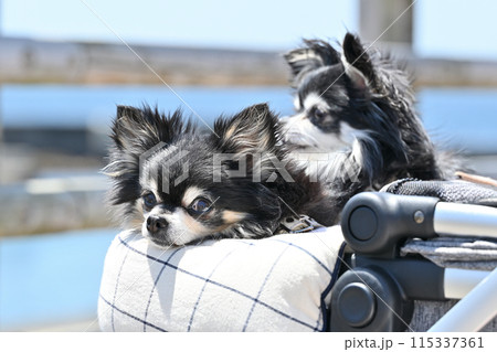 愛犬と海散歩　2匹のロングコートチワワ　 115337361