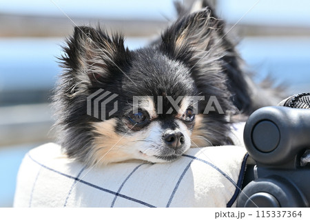 愛犬と海散歩　2匹のロングコートチワワ　 115337364
