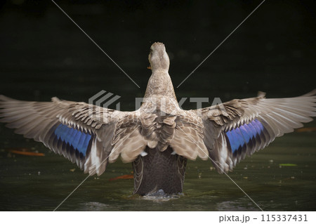 カルガモ 115337431