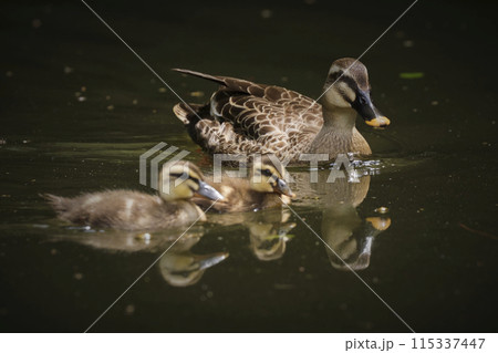 カルガモ 115337447