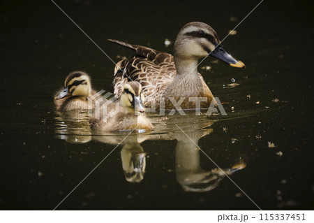 カルガモ 115337451