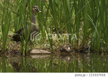 カルガモ 115337458