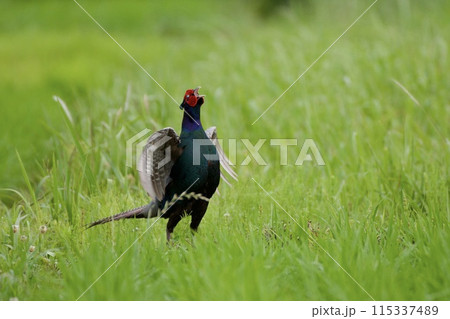 キジ pheasant / Japan キジ pheasant / Japan 115337489