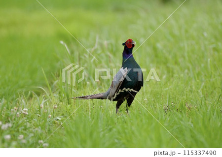 キジ pheasant / Japan キジ pheasant / Japan 115337490
