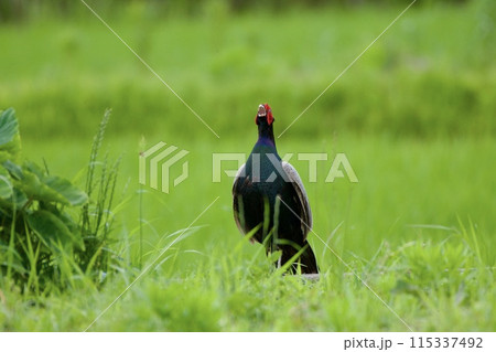 キジ pheasant / Japan キジ pheasant / Japan 115337492