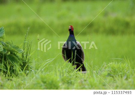 キジ pheasant / Japan 115337493