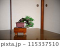 盆栽（松・和室） 115337510