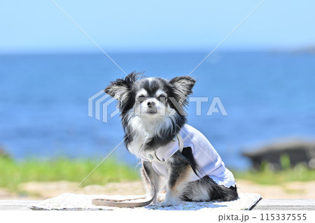 青空と海とロングコートチワワ 旅行 青空と海とロングコートチワワ 旅行 115337555