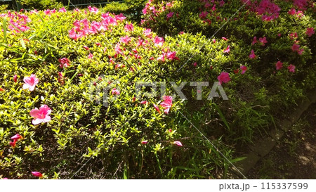 日陰と日向のお花 日陰と日向のお花 115337599