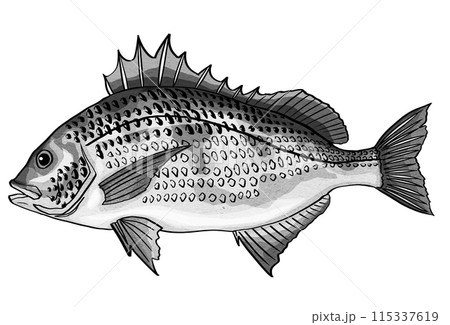 黒鯛ペン画のシンプル白黒イラスト 115337619