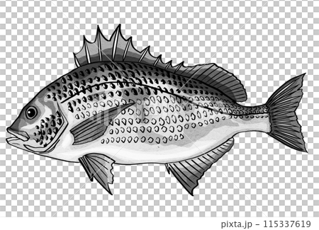 黒鯛ペン画のシンプル白黒イラスト 115337619