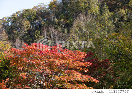 恵庭渓谷の紅葉 115337797