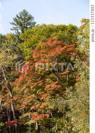 恵庭渓谷の紅葉 115337882