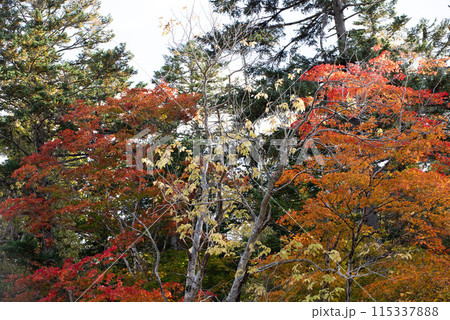 恵庭渓谷の紅葉 115337888