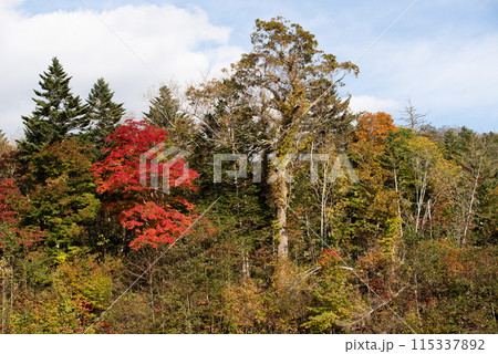 恵庭渓谷の紅葉 恵庭渓谷の紅葉 115337892