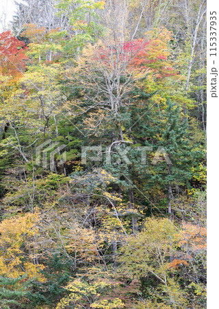 恵庭渓谷の紅葉 115337935